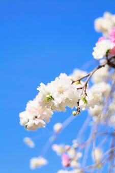 さくら さくら,春,空の写真素材