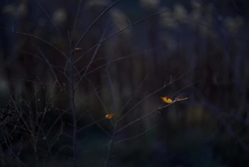 冬の枯れ草 冬の枯れ草,枯れ草,雑草の写真素材