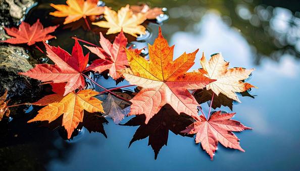 秋の紅葉 秋の紅葉の写真