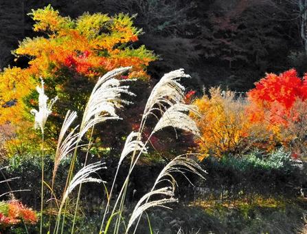 ススキと紅葉 ススキと紅葉の写真