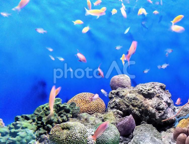 アクアリウム 熱帯魚,水槽,アクアリウムの写真素材