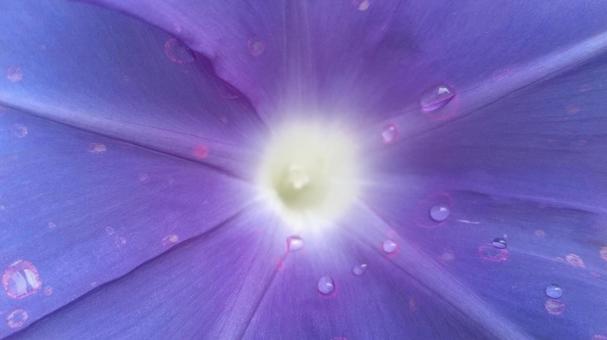 朝顔 朝顔 朝顔,花,夏の写真素材