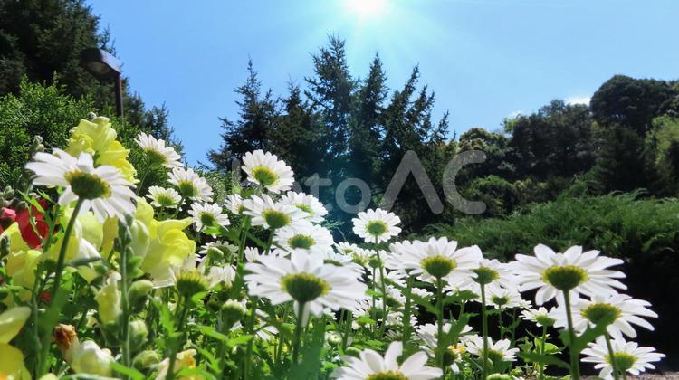森の中の太陽に向かって咲く花、青空 花,白い,白の写真素材
