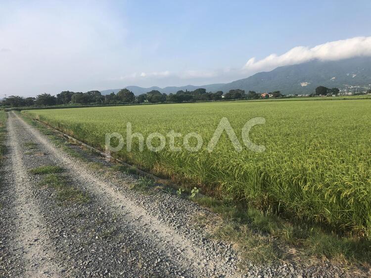 田んぼと砂利道 風景,農村,田舎の写真素材