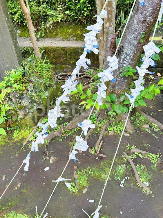 神社で結ばれた水おみくじの写真素材 おみくじ,屋外,景色の写真素材