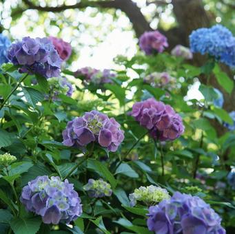 紫陽花 紫陽花の写真