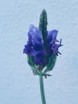 ラベンダーの花 ラベンダーの花の写真