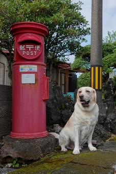 郵便ポストと大型犬の写真