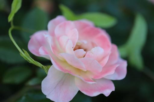 バラ園のかわいい薔薇を撮影しました バラ園のかわいい薔薇を撮影しましたの写真