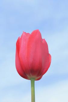 空とチューリップ 空とチューリップ チューリップ,花,赤の写真素材