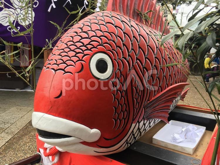三輪恵比須神社　木彫りの大鯛　鯛引き行列 三輪恵比須神社,木彫りの大鯛,鯛引き行列の写真素材