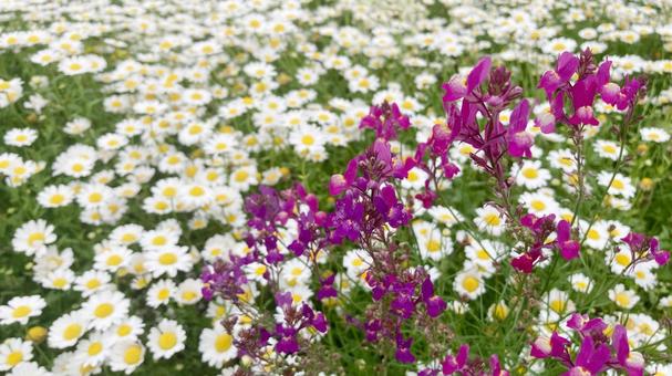 春の花 春の花の写真
