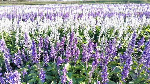 サルビア3 サルビア,紫の花,花畑の写真素材