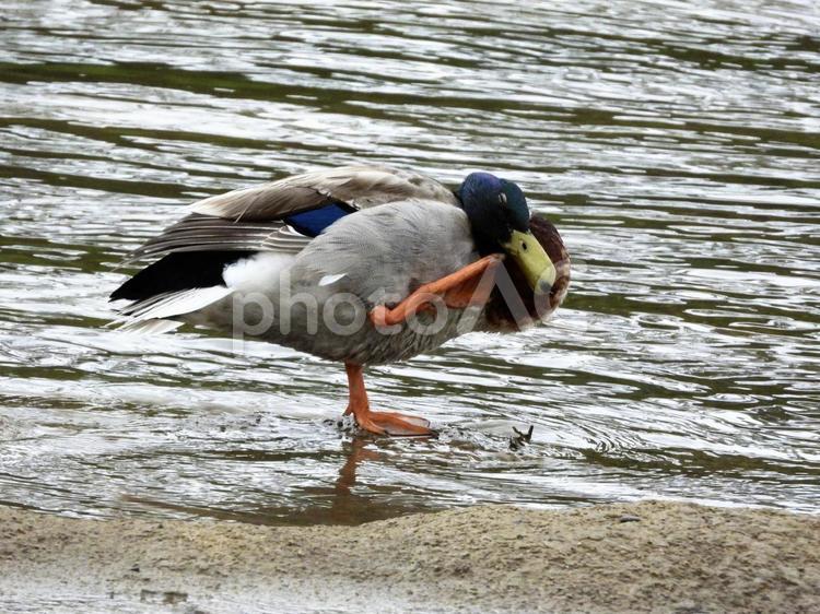 毛繕いをするマガモ 鳥,野鳥,マガモの写真素材