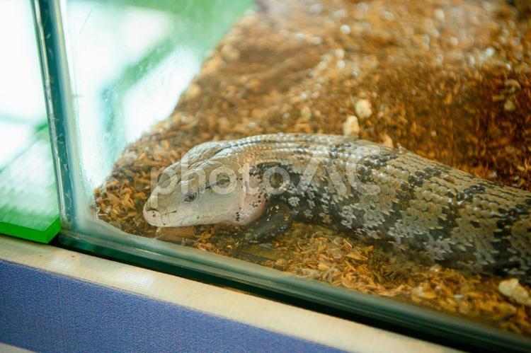 トカゲ　素材　イメージ トカゲ,爬虫類,動物の写真素材