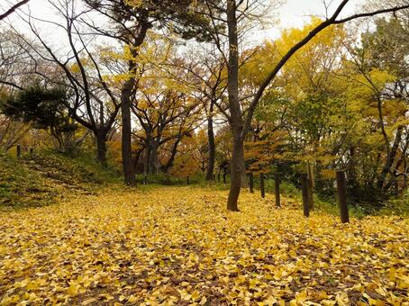 地面を黄色く覆いつくす落ち葉 落ち葉,銀杏,いちょうの写真素材