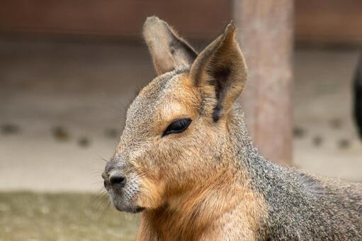 マーラ マーラ,動物,動物園の写真素材