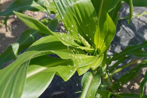 トウモロコシの薬剤散布05 トウモロコシ,雄穂,雄花の写真素材