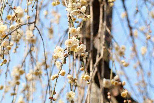 枝垂れる白梅と春の空 梅,白梅,枝垂れ梅の写真素材