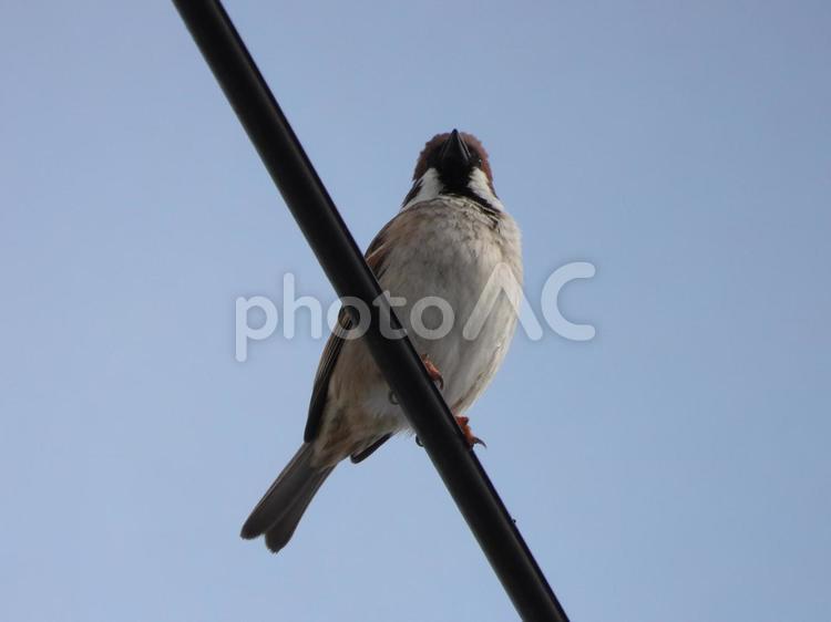 家の近くの電線に止まったスズメ 鳥,すずめ,スズメの写真素材
