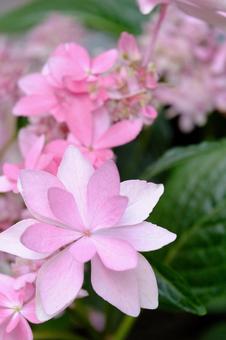 Photo, hydrangea, flower, double-blossom, 