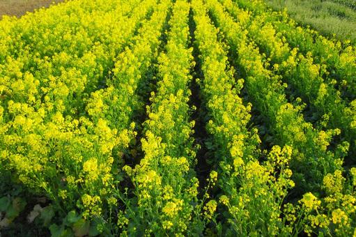 黄色に染まる菜の花畑1(横浜市内にて) 黄色に染まる菜の花畑1(横浜市内にて) 菜の花,畑,アブラナ科の写真素材