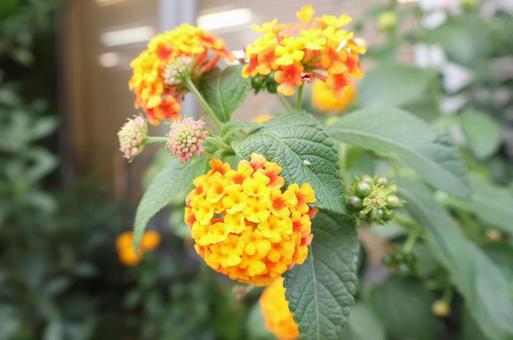 ランタナの花 ランタナの花の写真