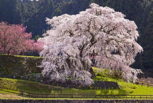 又兵衛桜 大宇陀本郷 又兵衛桜 大宇陀本郷 又兵衛桜,桜,春の写真素材