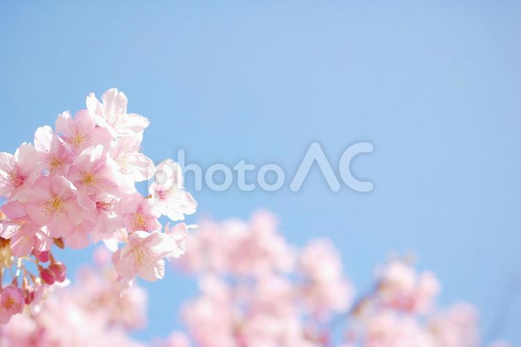 満開の桜と青空 桜,春,さくらの写真素材