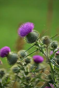 Purple thistle Hokkaido summer, JPG Purple thistle Hokkaido summer, JPG