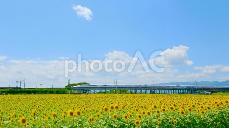 満開のひまわり畑と新幹線 向日葵,ひまわり,花の写真素材
