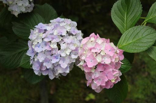 Hydrangea 55, JPG