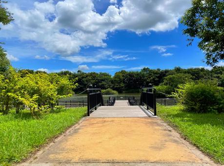 夏の公園の池 夏の公園の池の写真