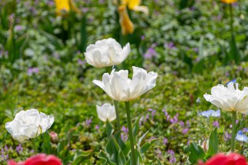Photo, tulip, white, spring, 
