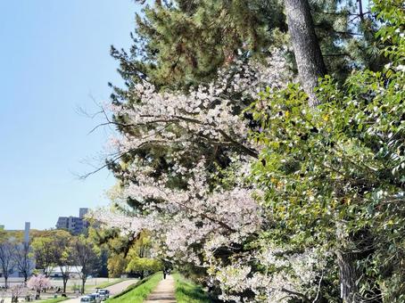 桜と空のある風景 桜と空のある風景の写真