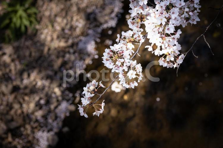 桜の花びらのクローズアップ さくら,桜,サクラの写真素材