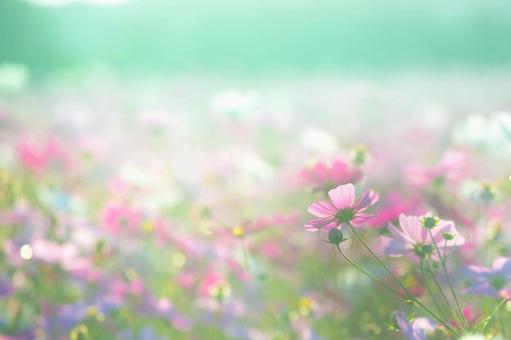 秋の訪れ　パステルカラーのコスモス畑 コスモス,秋,花畑の写真素材