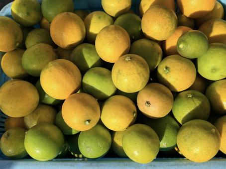 レモンライム収穫 レモン,ライム,混合の写真素材