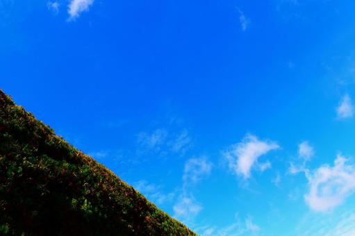 真っ青な空と雲と植物。 真っ青な空と雲と植物。の写真