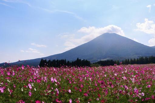 宮崎県小林市の生駒高原のコスモス 宮崎県,小林市,生駒高原の写真素材