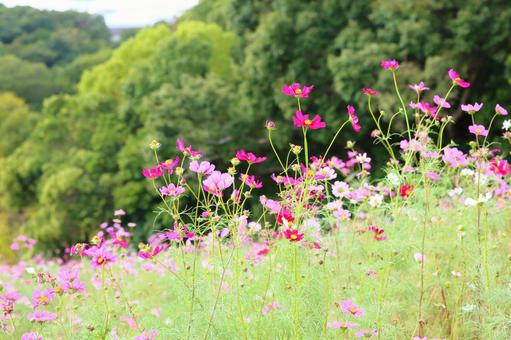 秋の風物詩　コスモス畑 コスモス,秋,ピンクの写真素材