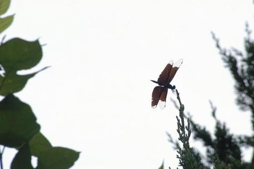 Photo, insect, dragonfly, butterfly dragonfly, 