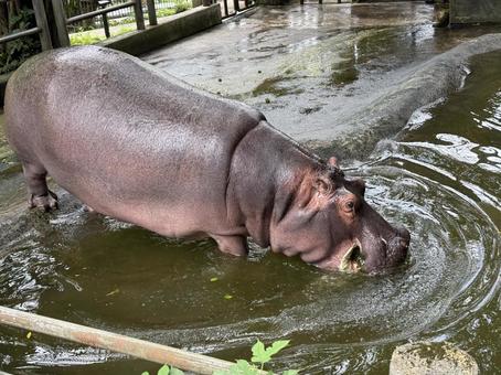 Hippopotamus, JPG Hippopotamus, JPG