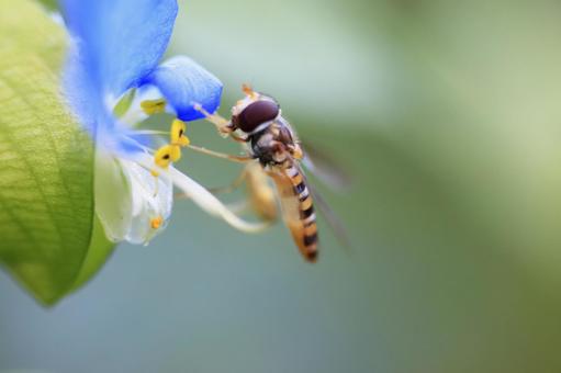花と昆虫 花と昆虫の写真