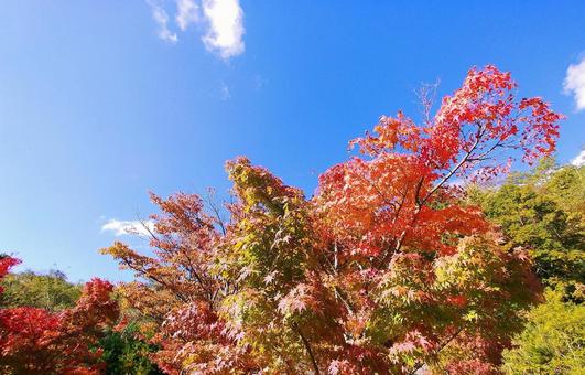 秋晴れのカラフルな紅葉と青空 秋晴れのカラフルな紅葉と青空の写真