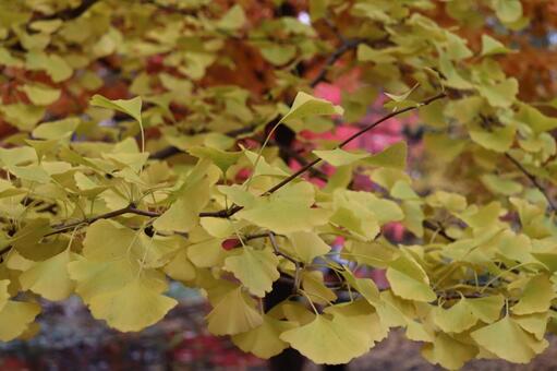 イチョウの葉 イチョウ,葉,植物の写真素材