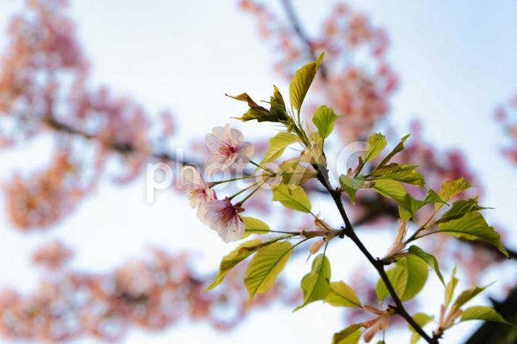 葉桜 桜,ソメイヨシノ,花の写真素材