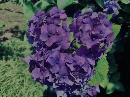 Hydrangea, Kamakura,, JPG
