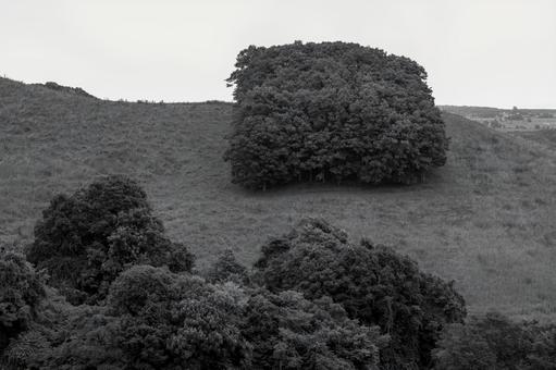 丘の上の木々の塊 丘の上の木々の塊 丘,木,森の写真素材