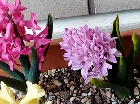 ヒヤシンス4 ヒヤシンス4の写真